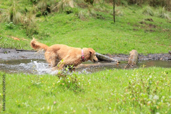 Fototapeta Perro mojandose