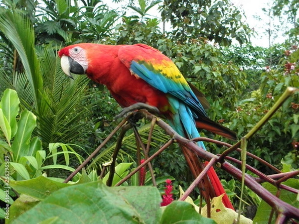 Obraz bunte Papageien am Amazonas