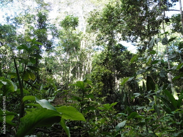 Obraz im Amazonasdschungel