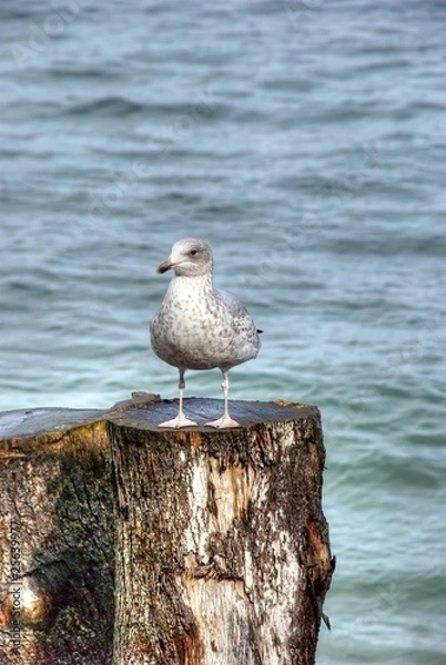 Obraz Mouette à Saint-Malo
