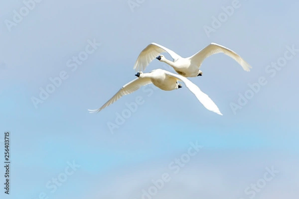 Fototapeta Close Formation Flying