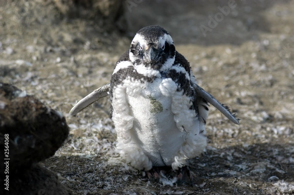 Obraz argentinian penguin