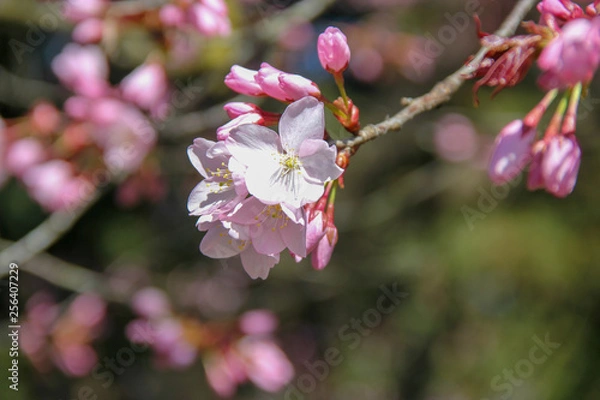 Fototapeta Kirschblüte