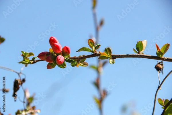 Fototapeta Knospen Apfelbaum