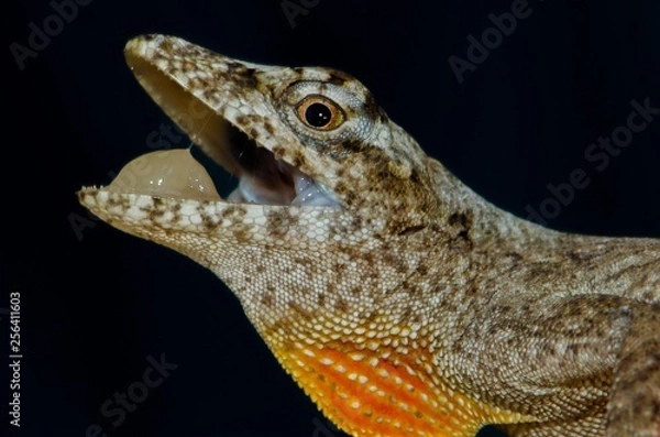 Fototapeta Anolis