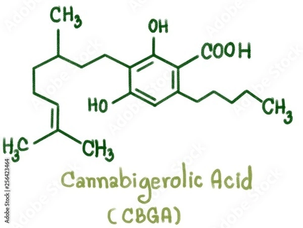 Fototapeta Cannabigerolic acid (CBGA) is formed in the growing cannabis plant when geranyl pyrophosphate combines with olivetolic acid. The resulting molecule is then biosynthesized into THCA, CBDA, and CBCA. 