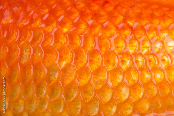 Fototapeta Closeup of a golden fish scales