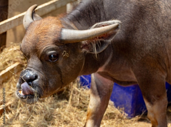 Obraz small horned bull