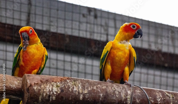 Obraz Small yellow and red coloured parrot