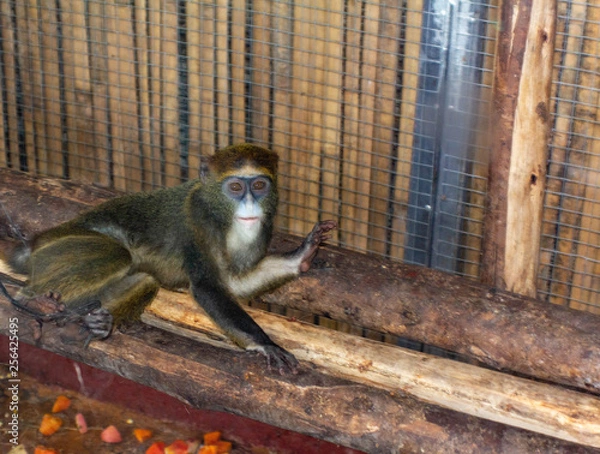 Obraz South American monkey