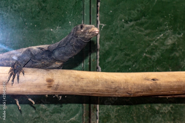 Obraz Large grey lizard