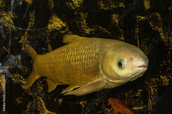 Obraz Big white fish