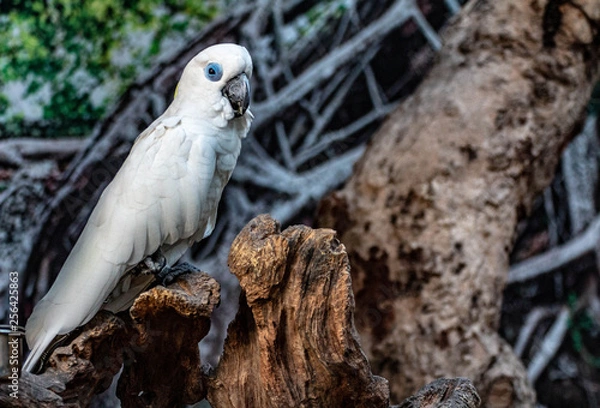Obraz White Parrot