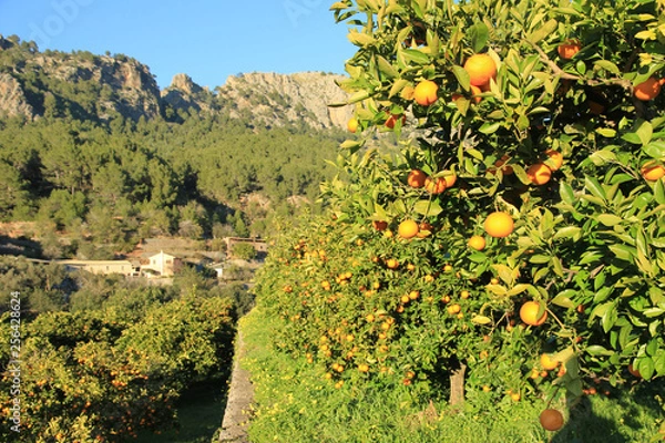 Obraz Orangen im Tal von Soller