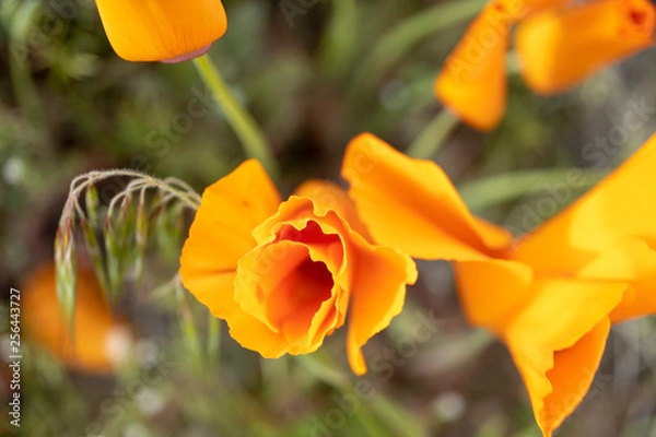 Fototapeta poppies in the garden