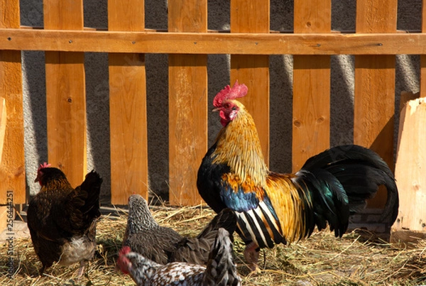 Obraz Beautiful cock