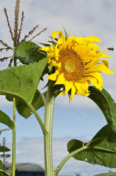 Obraz Sunflower