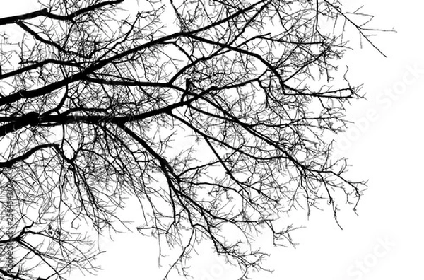 Obraz Bare tree branches silhouette on a white background.