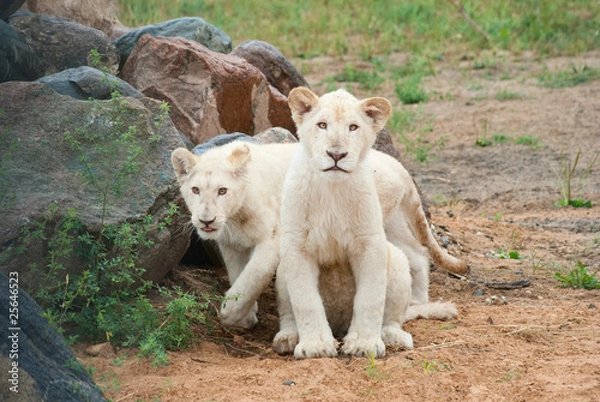 Obraz White lion cubs