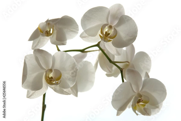 Obraz A tender white orchid