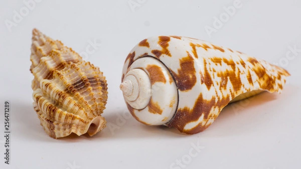Obraz two sea shells on a white background