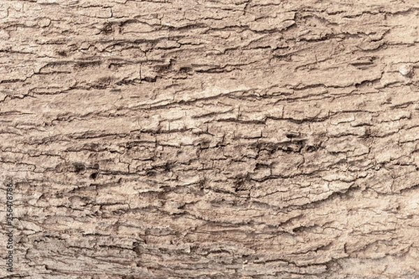 Obraz Beautiful gray tree bark background and texture.