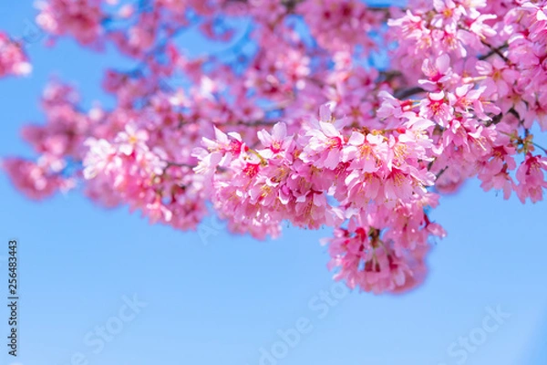 Fototapeta おかめ桜