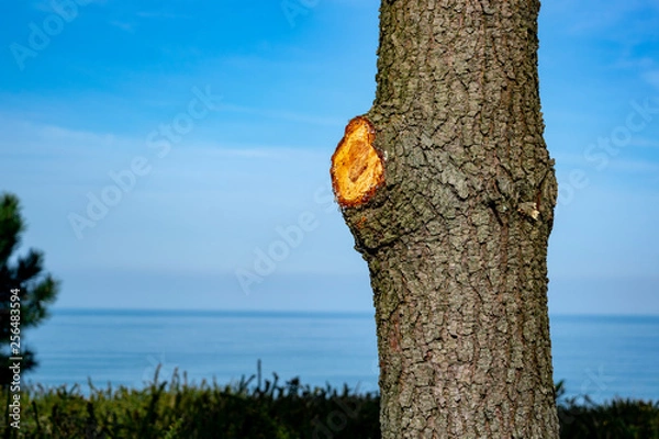 Obraz arboles con distintos frutos y distintas situaciones 