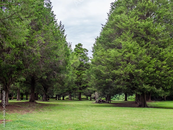 Fototapeta trees in a small field