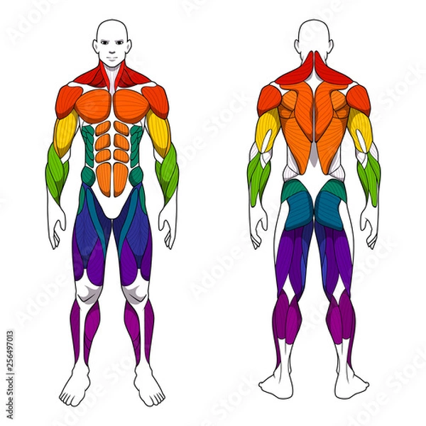 Obraz human body anatomy workout, front and back muscular system of muscle groups parts . flat medical scheme poster of training healthcare gym , vector illustration