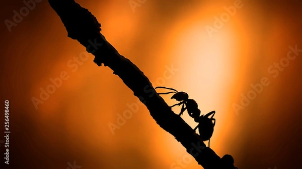Obraz Silhouette Ant with sunlight close up
