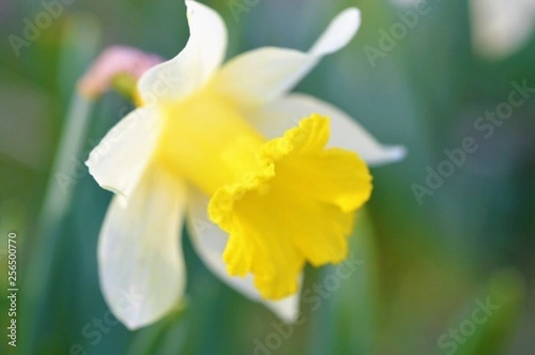 Fototapeta A colourful Spring Daffodil.