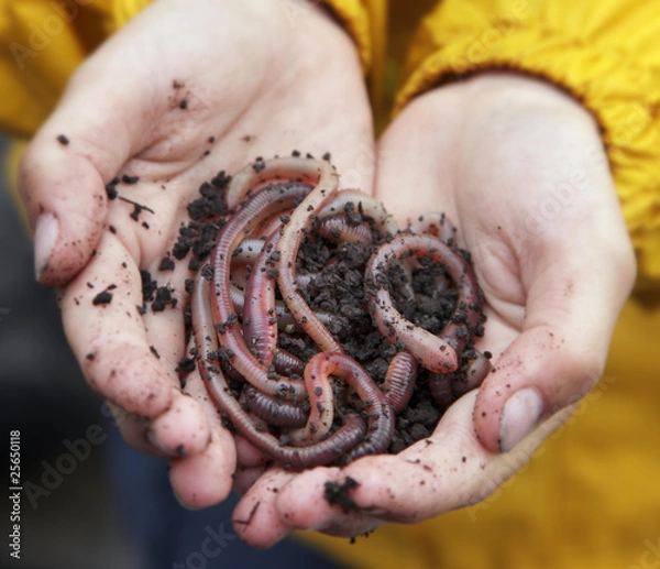 Fototapeta angelköder