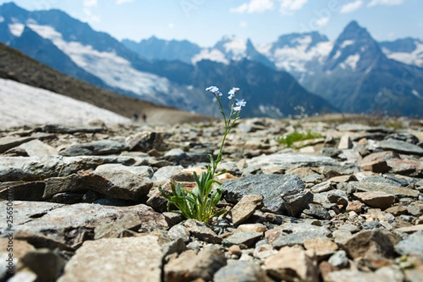 Fototapeta Mountain flowers on the Caucasian mountains in Domba. Cloudy summer day.