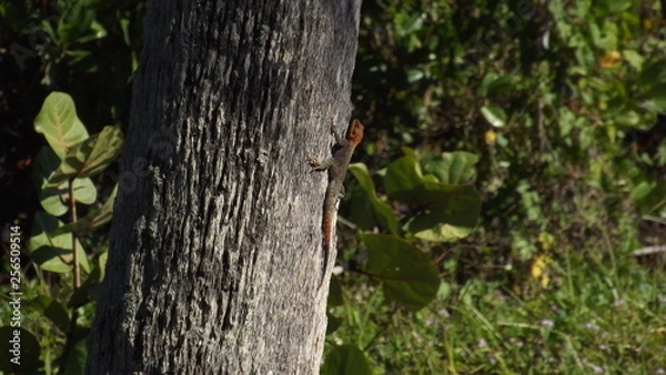 Fototapeta Brown Lizard