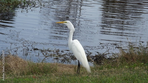 Fototapeta Can't swallow fish