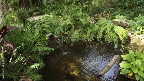 Fototapeta Garden pond