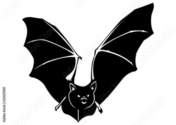 Obraz Chauve souris - 4