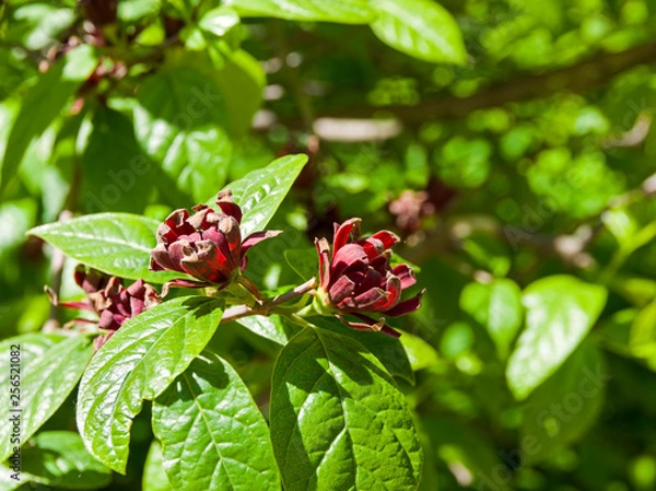 Obraz Sweetshrub (Calycanthus floridus).