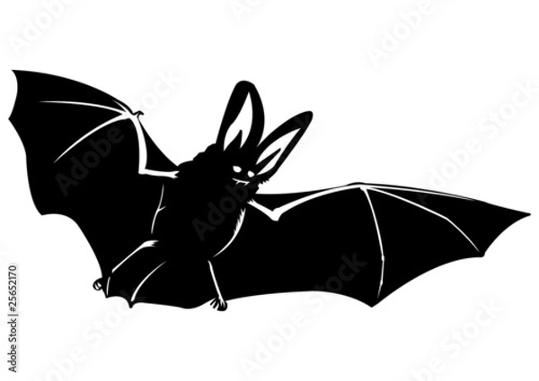 Obraz Chauve souris - 6