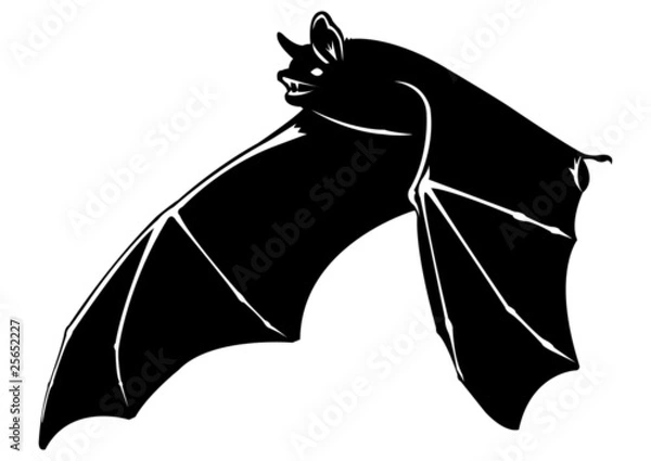 Obraz Chauve souris - 7