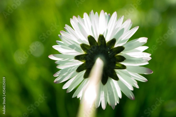Obraz Daisy persistent and widespread growth, heralding the arrival of spring to our gardens, has resulted in children using its flowers to make necklaces and adults desperately trying to rid `weed`.