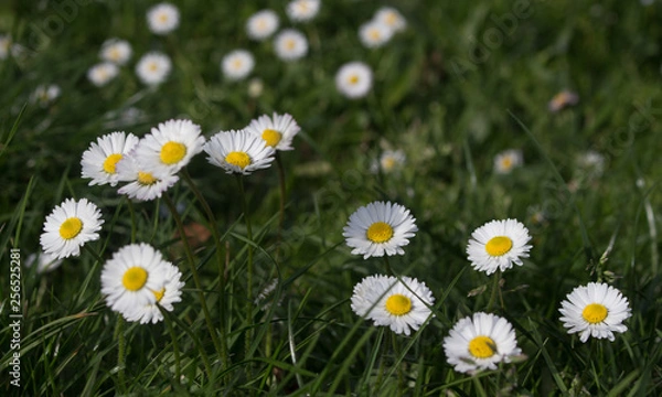 Fototapeta Daisy persistent and widespread growth, heralding the arrival of spring to our gardens, has resulted in children using its flowers to make necklaces and adults desperately trying to rid `weed`.