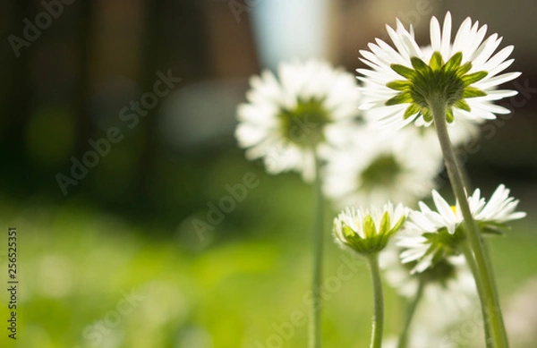 Fototapeta Daisy persistent and widespread growth, heralding the arrival of spring to our gardens, has resulted in children using its flowers to make necklaces and adults desperately trying to rid `weed`.