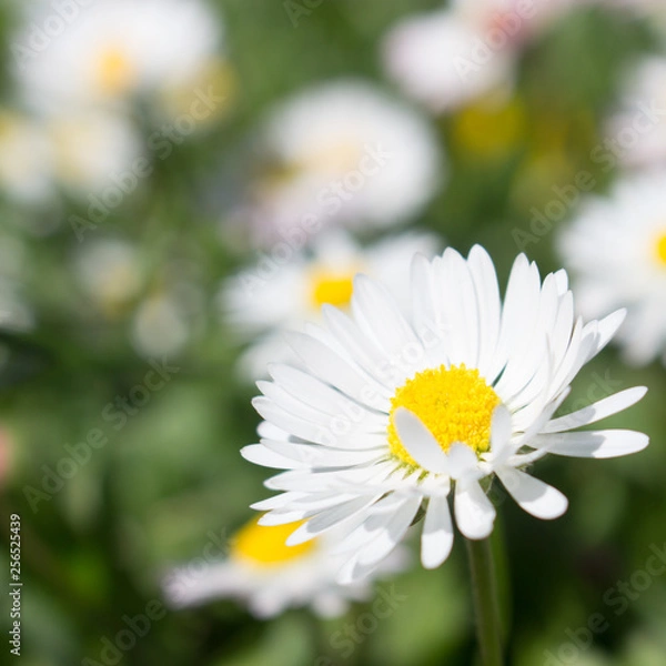 Obraz Daisy persistent and widespread growth, heralding the arrival of spring to our gardens, has resulted in children using its flowers to make necklaces and adults desperately trying to rid `weed`.