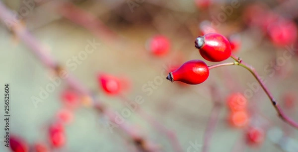 Fototapeta wild red berries