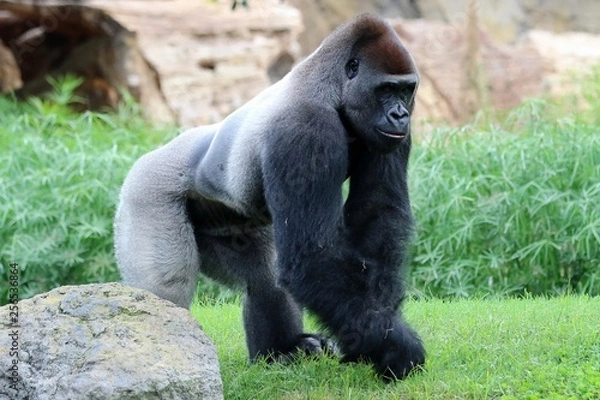 Fototapeta gorila