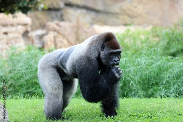 Fototapeta gorila