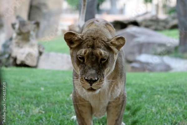 Fototapeta leona