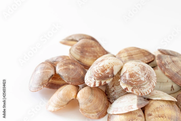 Obraz アサリの貝殻